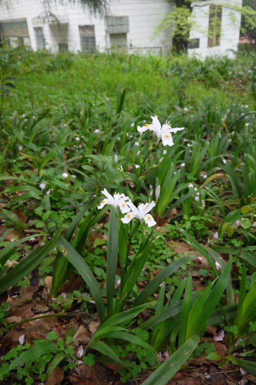 蝴蝶花